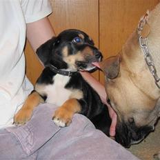 Blanding af racer Hector