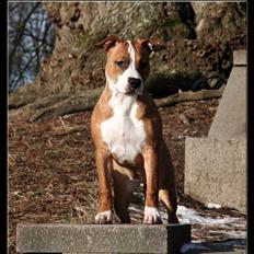 Amerikansk staffordshire terrier FPFPB Bubbie