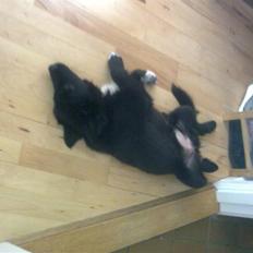 Islandsk fårehund Gaia