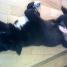 Islandsk fårehund Gaia