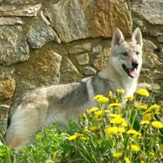 Tjekkoslovakisk ulvehund <3Fanthagiro Crying Wolf 