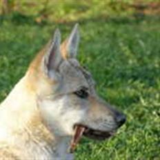 Tjekkoslovakisk ulvehund <3Fanthagiro Crying Wolf 