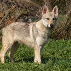 Tjekkoslovakisk ulvehund <3Fanthagiro Crying Wolf 