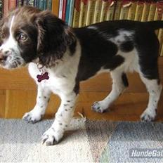 Engelsk springer spaniel Zenta R.I.P.
