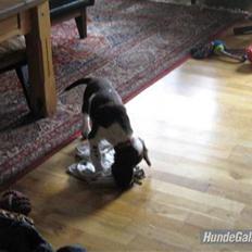 Engelsk springer spaniel Zenta R.I.P.