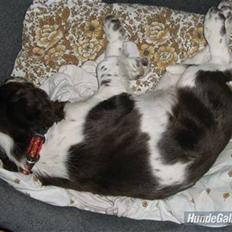 Engelsk springer spaniel Zenta R.I.P.