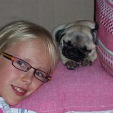 Mops Selma Hansa