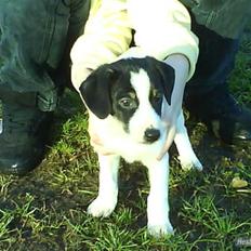 Blanding af racer Sharky! :D <33 RIP