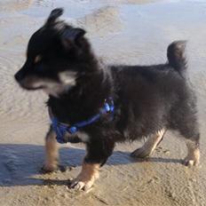 Chihuahua Luxus (Rødebros Apollo)