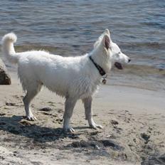 Hvid schæfer Iakin-Boaz