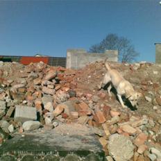 Labrador retriever Trunte