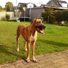 Grand danois Horsebjergs Siciliano Jaz