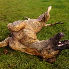 Grand danois Horsebjergs Siciliano Jaz