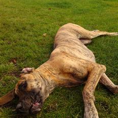 Grand danois Horsebjergs Siciliano Jaz