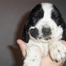 Cocker spaniel Scott <3