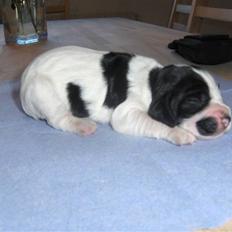 Cocker spaniel Scott <3