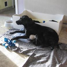 Blanding af racer Sussi