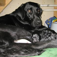 Blanding af racer Sussi