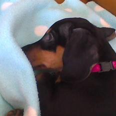 Dværggravhund Chili