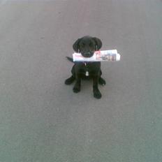 Blanding af racer Sussi