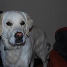 Golden retriever Bamse