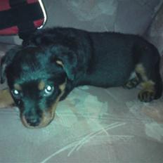 Rottweiler tulle R:I:P