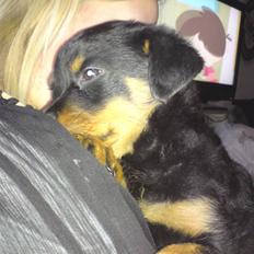 Rottweiler tulle R:I:P