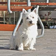 West highland white terrier Coco