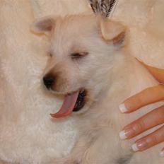 West highland white terrier Coco