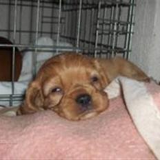 Cavalier king charles spaniel Sally