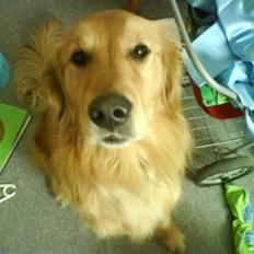 Golden retriever Dusky <33