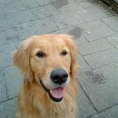 Golden retriever Dusky <33