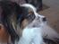 Papillon Luton R.I.P.