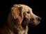 Golden retriever Dumle