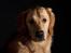 Golden retriever Dumle