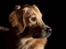 Golden retriever Dumle