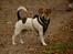 Dansk svensk gaardhund Frey