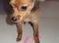 Russisk toy terrier CoCo