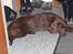 Blanding af racer Bruno R.I.P  - Lad mig dog sove i fred!!