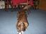 Blanding af racer Bruno R.I.P  - så lad mig dog lege i fred!!!