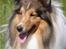 Shetland sheepdog Sparky - Hvor du flot Sparky :)