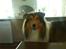 Shetland sheepdog Sparky
