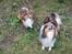 Shetland sheepdog Sparky - Min gode ven Julle og jeg :;)