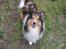 Shetland sheepdog Sparky