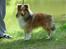 Shetland sheepdog Julle - solgt :(