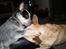 Australsk cattledog Pepsi - Ammi fra sverige kennel bushbug