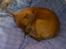 Blanding af racer Ozzy R.I.P - Ozzy som 4 mdrs