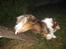 Shetland sheepdog Sparky