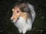Shetland sheepdog Sparky