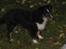 Shetland sheepdog Joey 